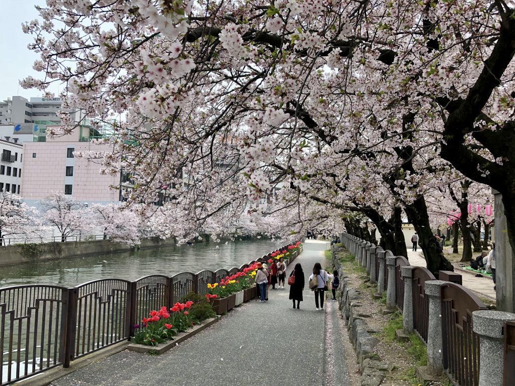 Fukuoka Canals and Sakura